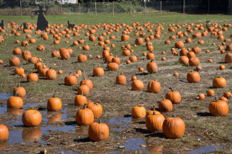 Celebrate Halloween and the Fall Season Throughout NYC with a Spooktacular Overnight Staycation