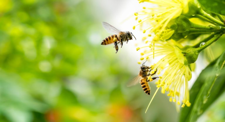 Plantas para polinizadores em estradas dos EUA