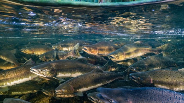 Estudo Sugere Que Peixes De Água Doce Dos EUA Estão Altamente Contaminados