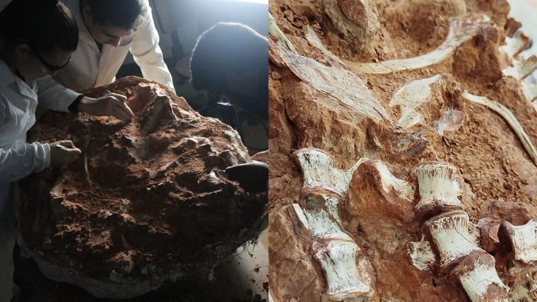 After Heavy Rains, Brazilian Researchers Found An Almost Complete Fossil Of A Dinosaur