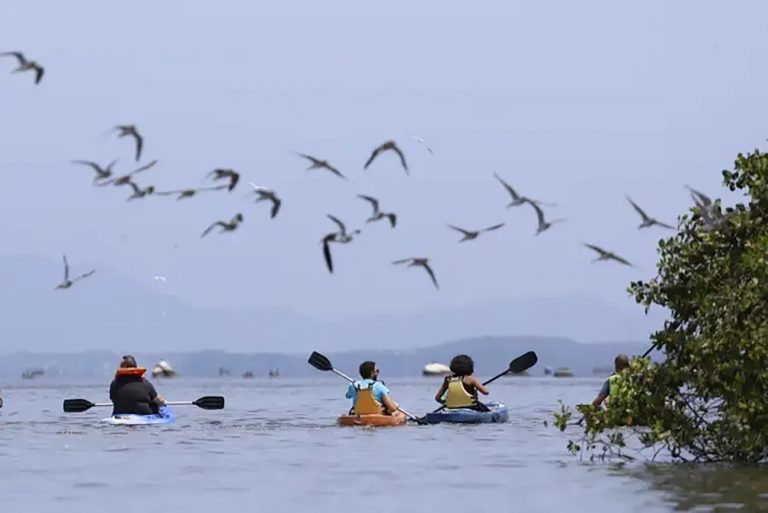 Mangue conservado transforma pescadores em guias de turismo. Iniciativas sustentáveis alteram rotina de povos tradicionais