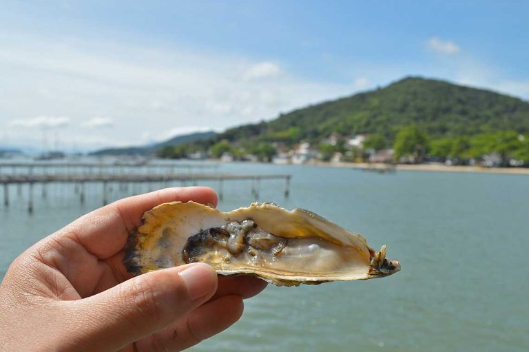 Tour Of Oyster Farms Surprises Visitors To Florianópolis